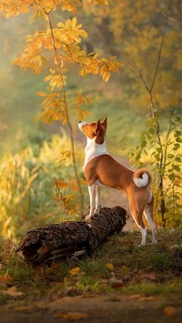 Basenji wsparty o kłodę