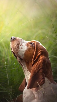 Basset hound