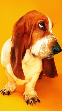 Basset i smutne spojrzenie