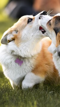 Bawiące się welsh corgi cardigan