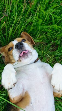 Beagle leży na grzbiecie w trawie