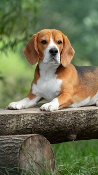Beagle na ławce
