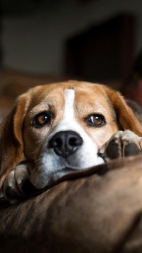 Beagle na poduszce