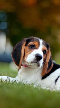 Beagle na trawie
