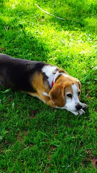 Beagle odpoczywający na trawie