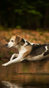 Beagle w biegu