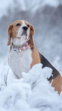Beagle w pasiastej obroży
