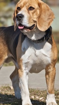 Beagle z wyciągniętym językiem