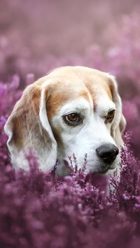 Beagle