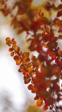 Berberys z czerwonymi liśćmi