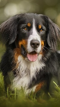 Berneński pies pasterski w trawie