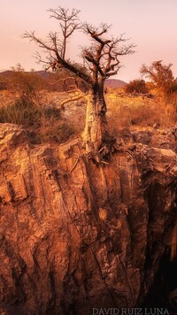 Bezlistne drzewo na skałach