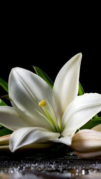 Biała lilia na kroplach wody