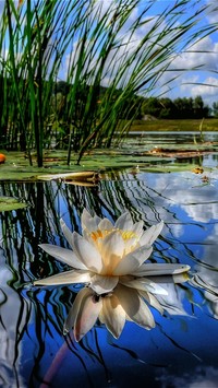 Biała lilia wodna na jeziorze