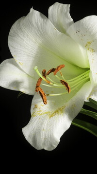 Biała lilia z pręcikami w zbliżeniu