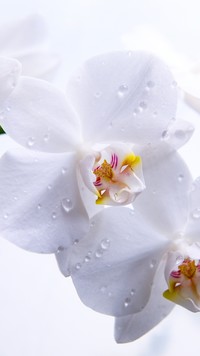 Biała orchidea w kroplach wody