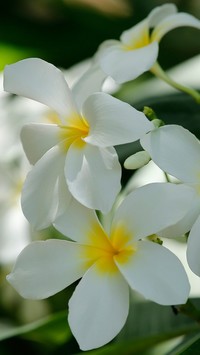 Biała plumeria