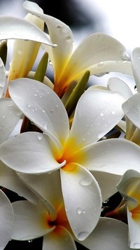 Biała plumeria