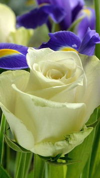 Biała róża z fioletowymi irysami