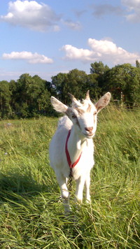 Białe koźlątko