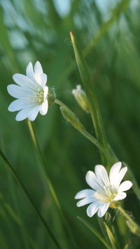 Białe kwiatki rogownicy