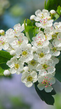 Białe kwiaty głogu