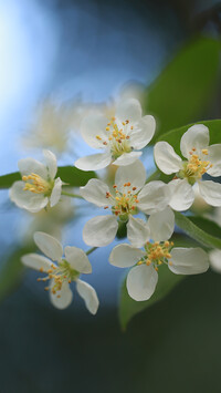 Białe kwiaty jabłoni