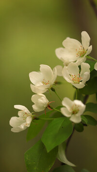 Białe kwiaty jabłoni