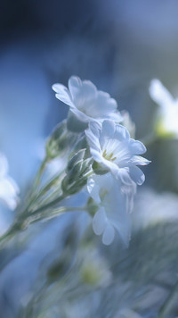 Białe kwiaty rogownicy