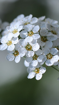 Białe kwiaty tawuły