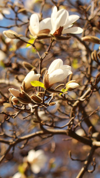 Białe magnolie