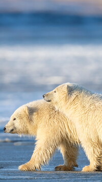 Białe niedźwiedzie polarne
