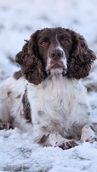 Biało-brązowy springer spaniel angielski