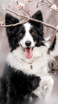 Biało-czarny border collie