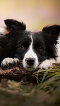 Biało-czarny border collie