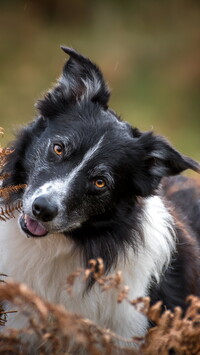 Biało-czarny border collie