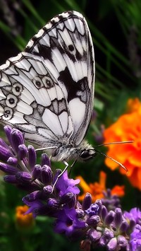 Biało-czarny motyl na lawendzie