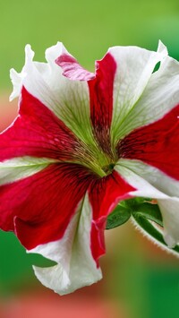 Biało-czerwona petunia