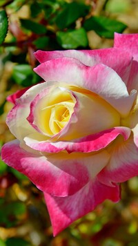 Biało-różowa róża w zbliżeniu