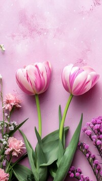 Biało-różowe tulipany i kwiaty na różowym tle