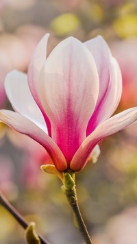 Biało-różowy kwiat magnolii