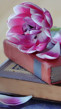 Biało-różowy tulipan i płatki na książkach