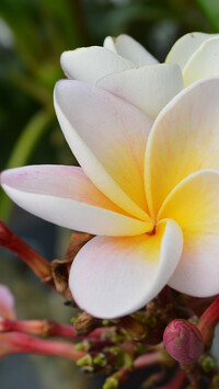 Biało-żółta plumeria