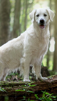 Biały golden retriever