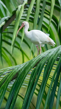 Biały ibis