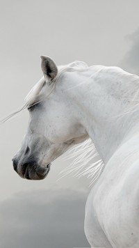 Biały koń z rozwianą grzywą