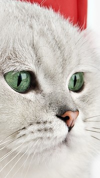 Biały kot z zielonymi oczami