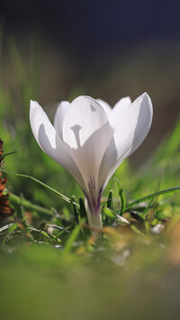 Biały krokus