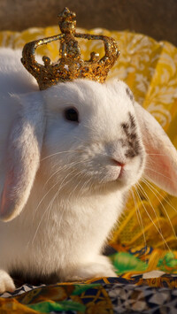 Biały królik w koronie