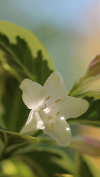 Biały kwiat krzewuszki